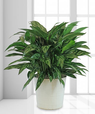 chinese evergreen best plants for removing air pollutants