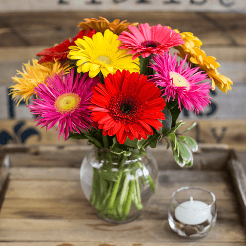 gerbera daisy