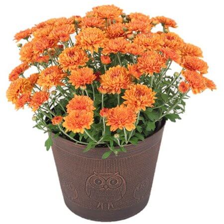 potted mum