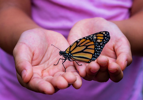 monarch butterfly population decline