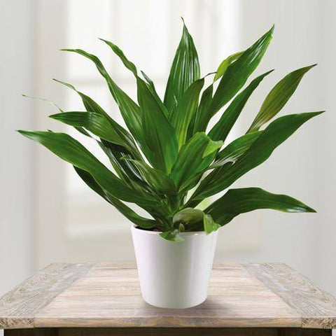 janet craig best house plants for removing air pollutants