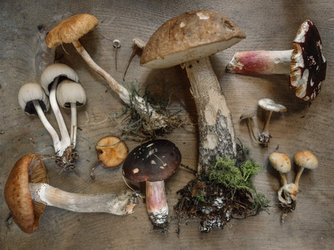 4 reasons why mushrooms will change the world